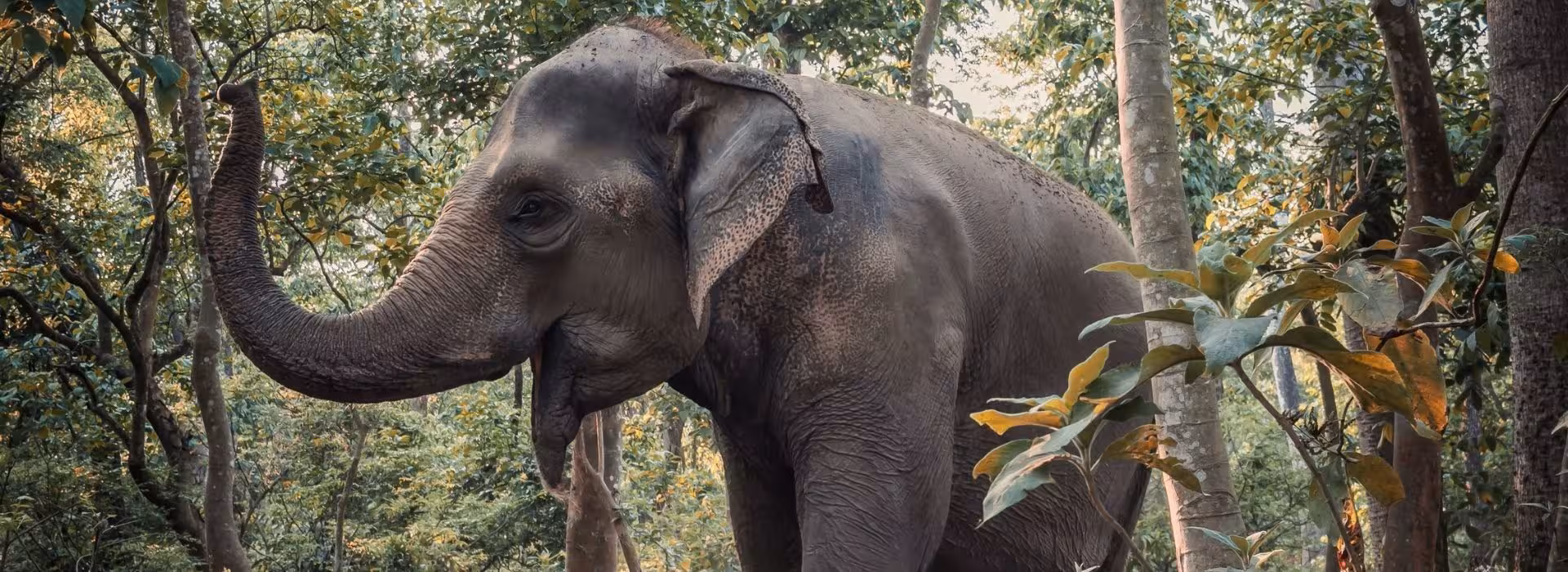 Ethical Elephant Walk