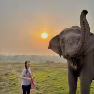tourist engaging in a volunteer activity for elephant