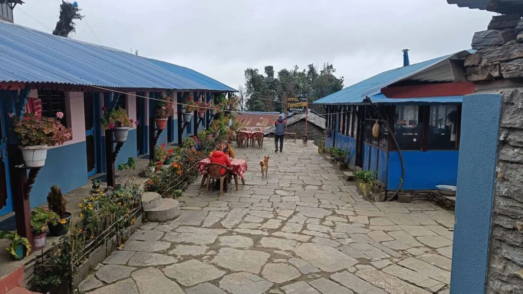 Tea Houses at Forest Camp 2022