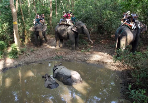 Explore Chitwan's wildlife